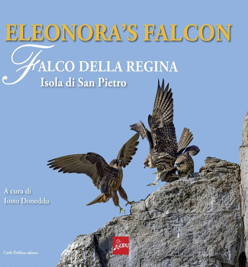 Eleonora's falcon. Falco della regina. Isola di San Pietro