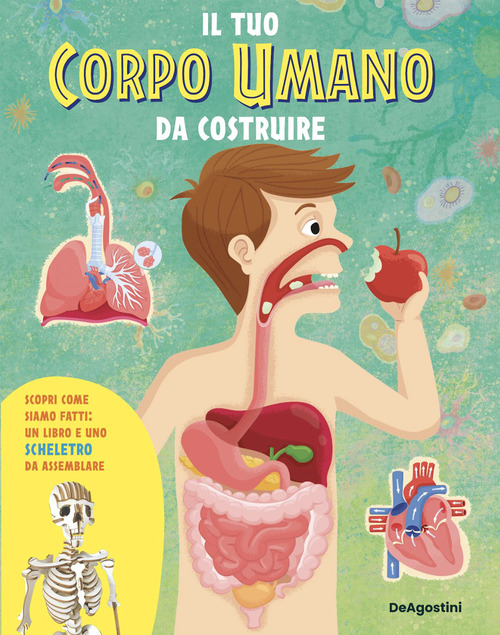 Il tuo corpo umano da costruire