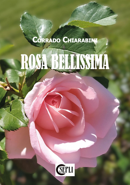 Rosa bellissima