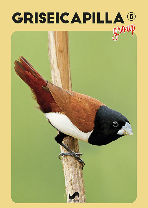 Griseicapilla Group