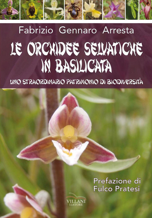 Le orchidee selvatiche in Basilicata