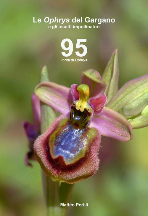 Le Ophrys del Gargano e gli insetti impollinatori. 95 ibridi di Ophrys