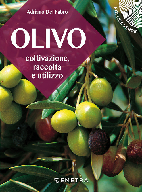 L'olivo. Coltivazione, raccolta e utilizzo