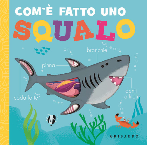 Com'è fatto uno squalo