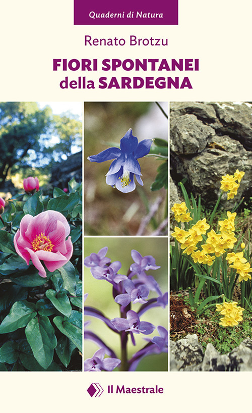 Fiori spontanei della Sardegna