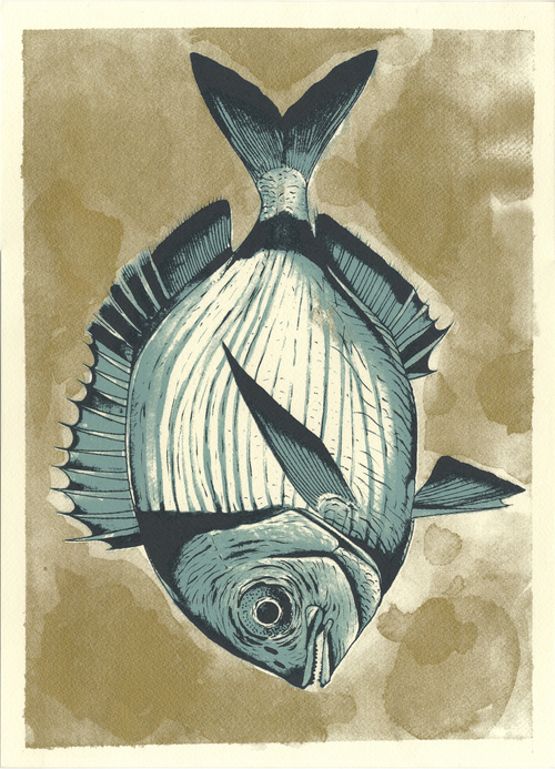 Sarago golden serie. Sarago illustrato