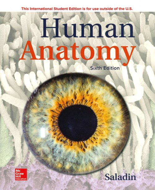 Human anatomy