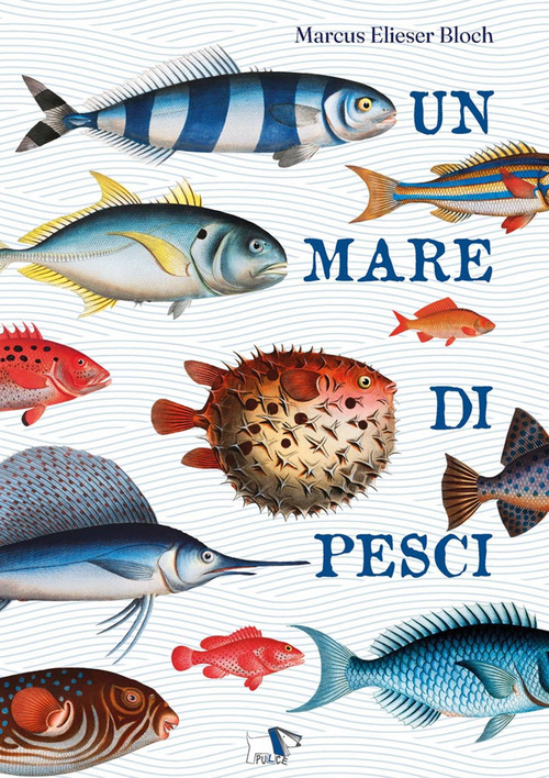 Un mare di pesci
