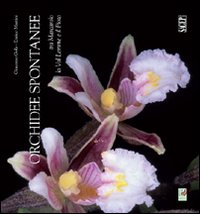 Orchidee spontanee tra Marcarolo la Val Lemme e il Piota