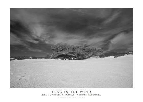 Flag in the wind. Red Juniper, Piscinas, Arbus, Sardinia. Ediz. italiana e inglese