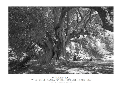 Millenial. Wild olive, Tanca Manna, Cuglieri, Sardinia. Ediz. italiana e inglese