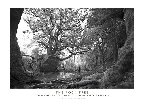 The Rock-Tree. Holm Oak, Badde Tureddu, Orgosolo, Sardinia. Ediz. italiana e inglese