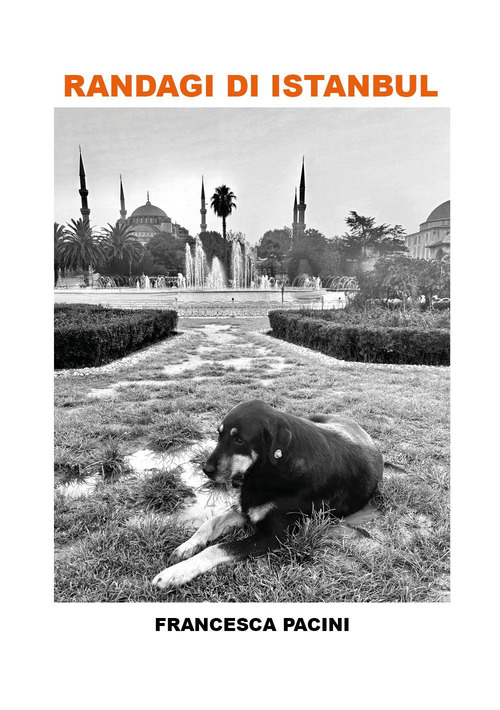 Randagi di Istanbul